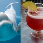 cocktail ivresse de beluga