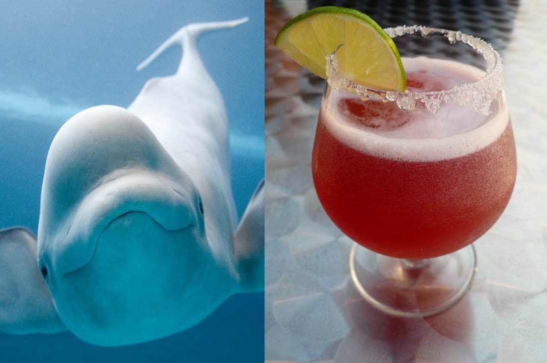 cocktail ivresse de beluga