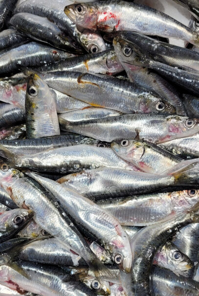 sardines fraîches avant cuisson