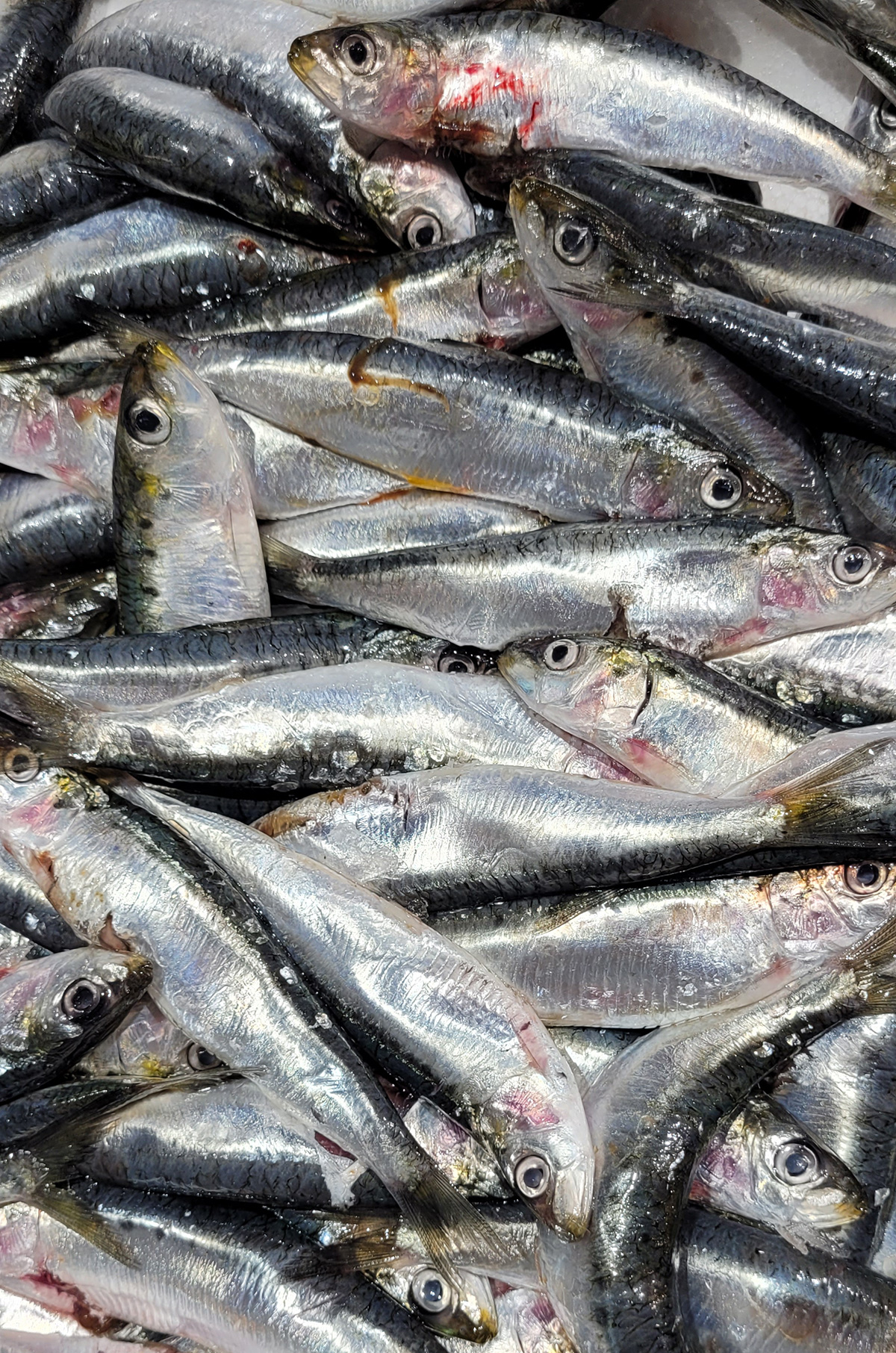 sardines fraîches avant cuisson