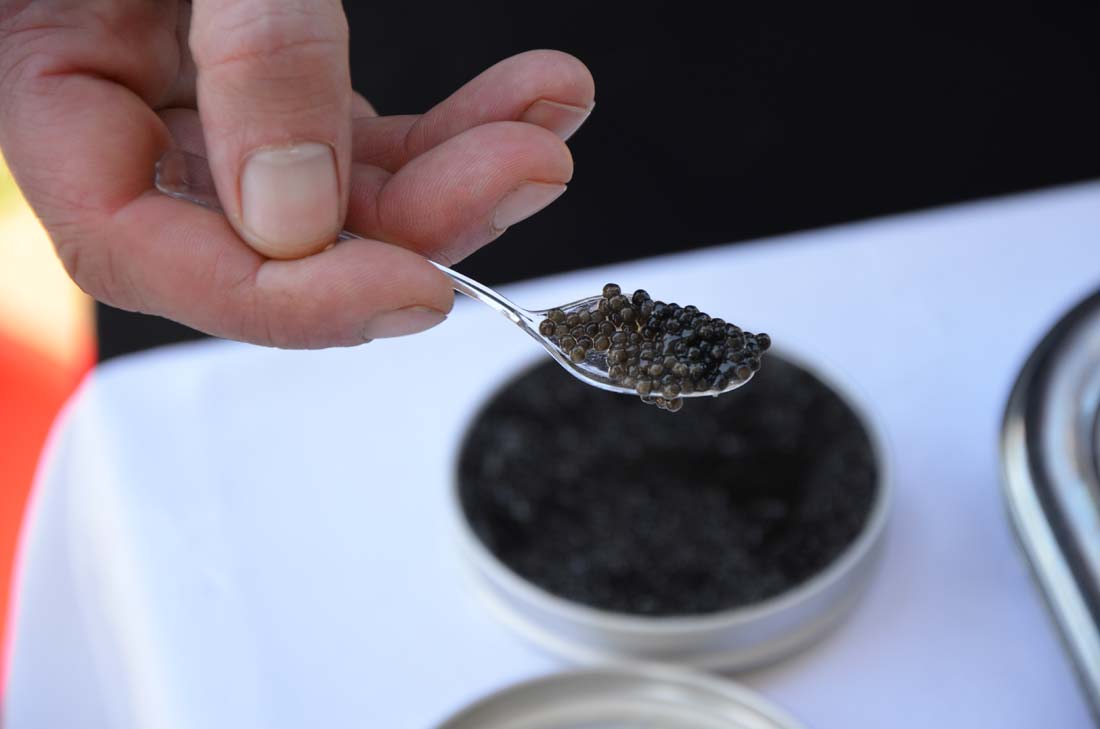 dégustation de caviar de Neuvic
