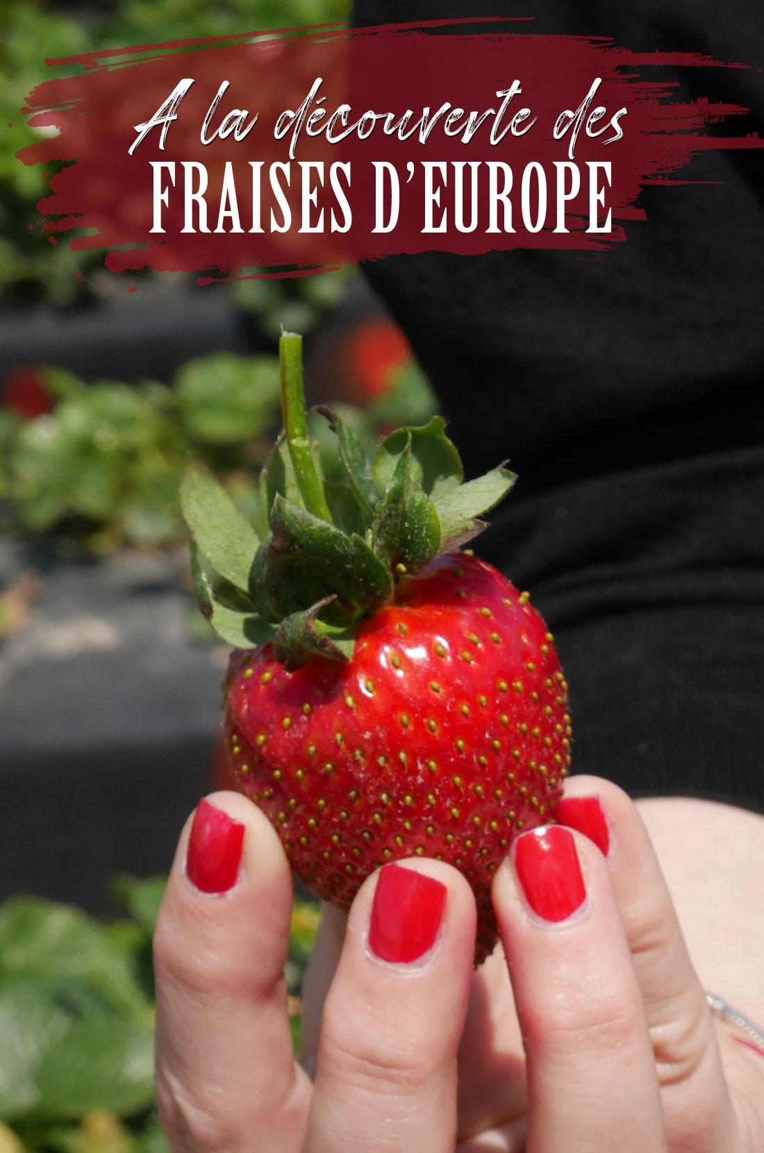 A la découverte des fraises d'Europe
