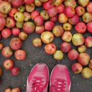 pommes kerisac attendant d'être traitées