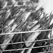 fabrication des boites de sardines Connétable