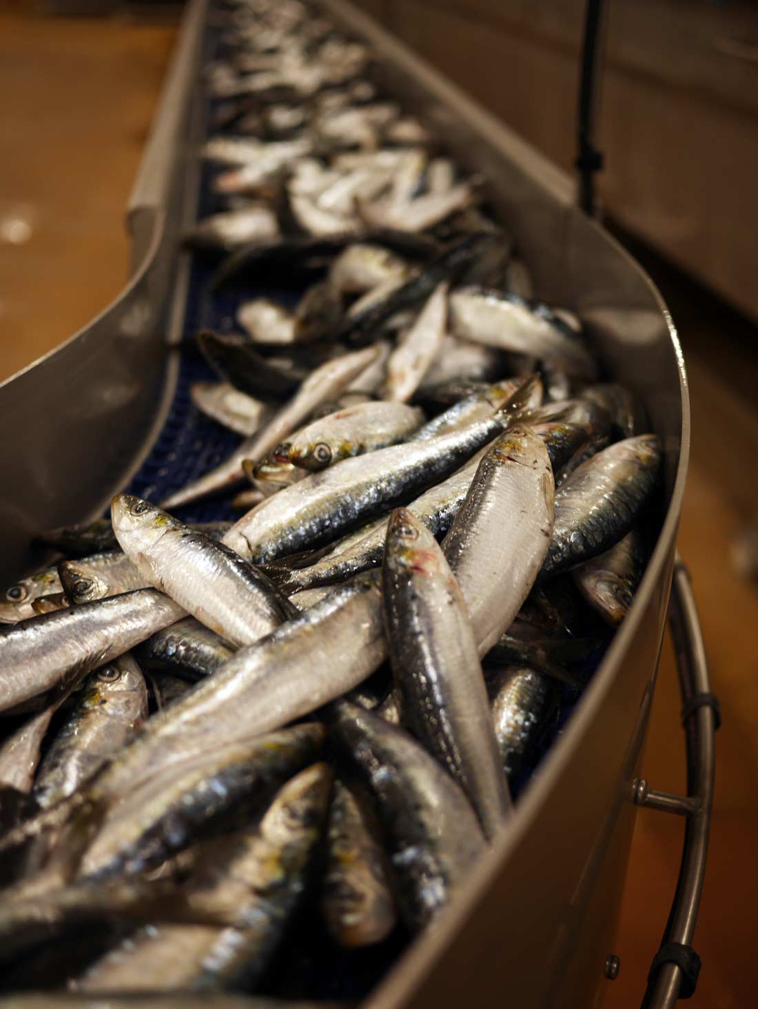 Traitement des sardines à l'usine Chancerelle de Douarnenez