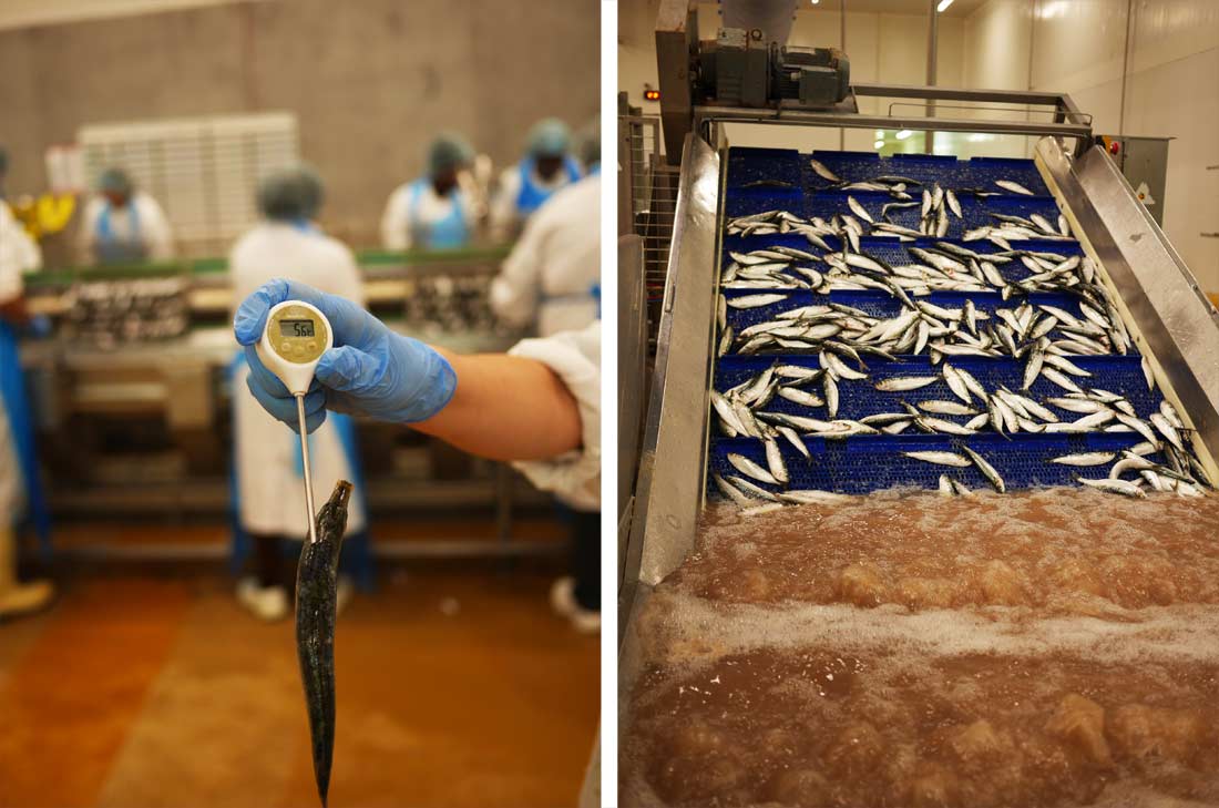 traitement des sardines à l'usine Chancerelle : bain de saumurage