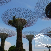 Gardens by the bay singapour