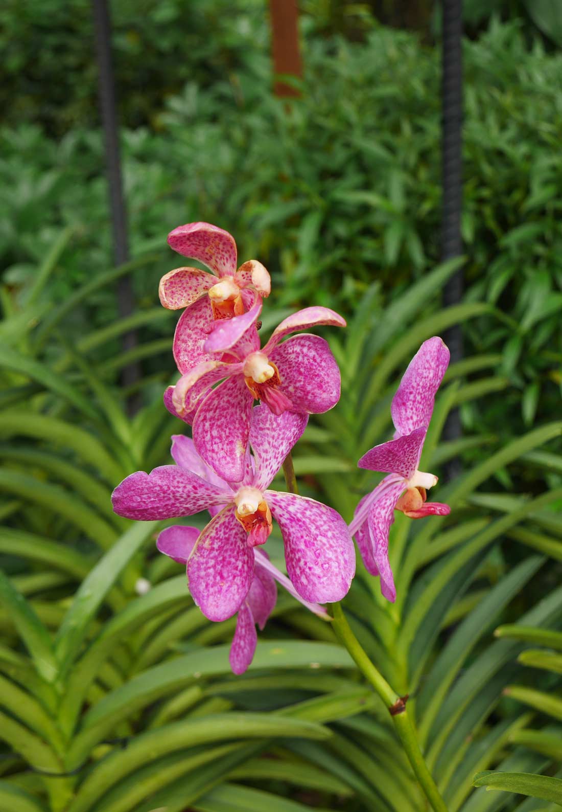 orchidée du jardin botanique de Singapour