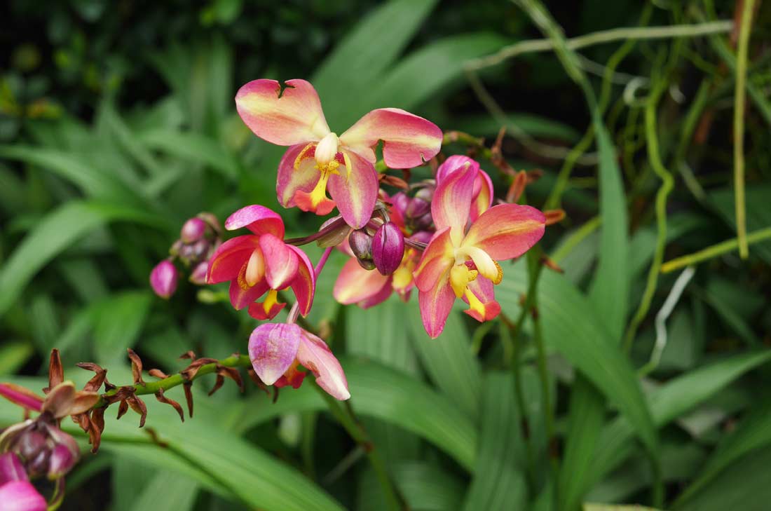 orchidées Singapour