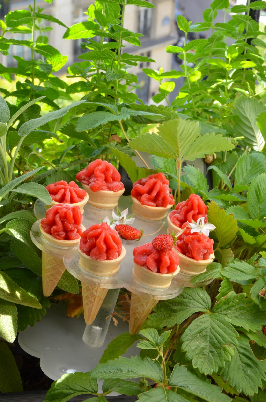 Mini cornets de sorbet fraise et rose