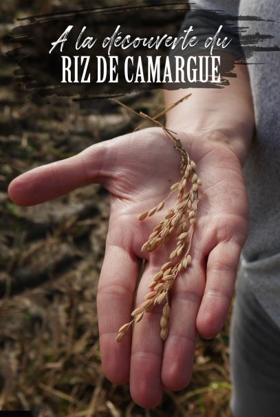 Découvrir les différents riz de Camargue