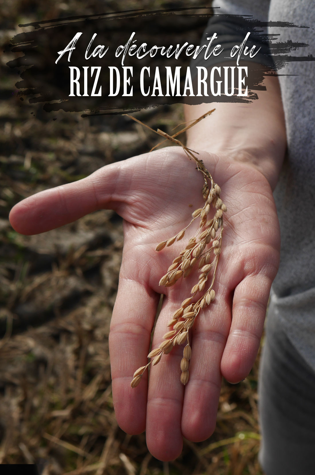 Découvrir les différents riz de Camargue